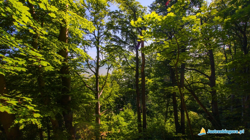 Jastrzębia Góra - drzewa w Lisim Jarze