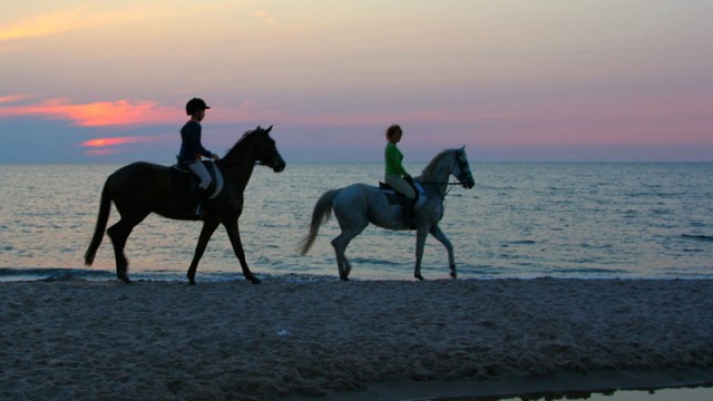 Konie na plaży