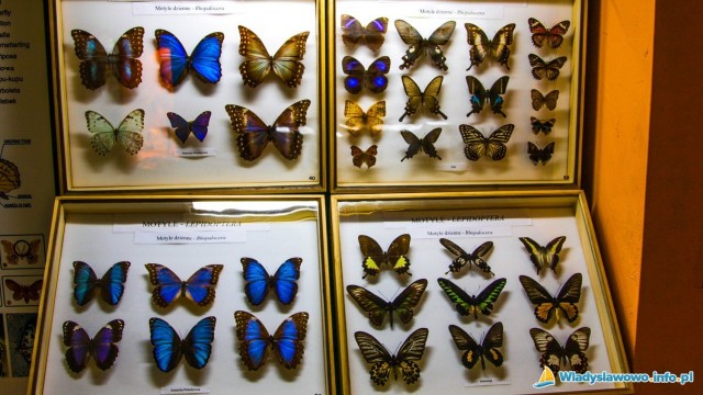 Prywatne Muzeum Motyli