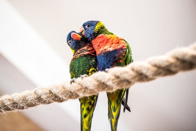 Papugarnia Egzotyczne Zakopane