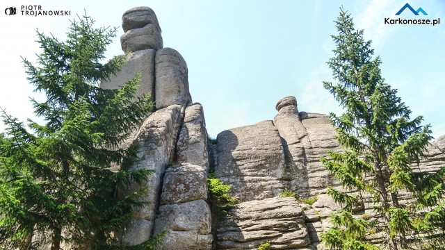 Wejście do lasu