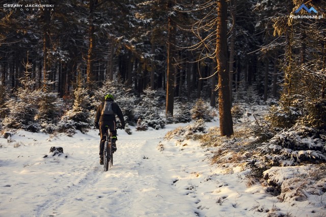 Wielka Sowa w zimowej scenerii