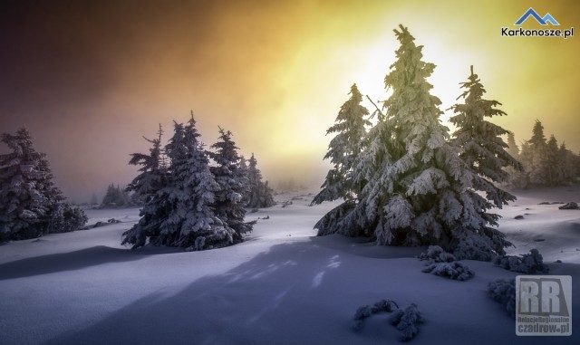 Galeria Artura Kubieńca