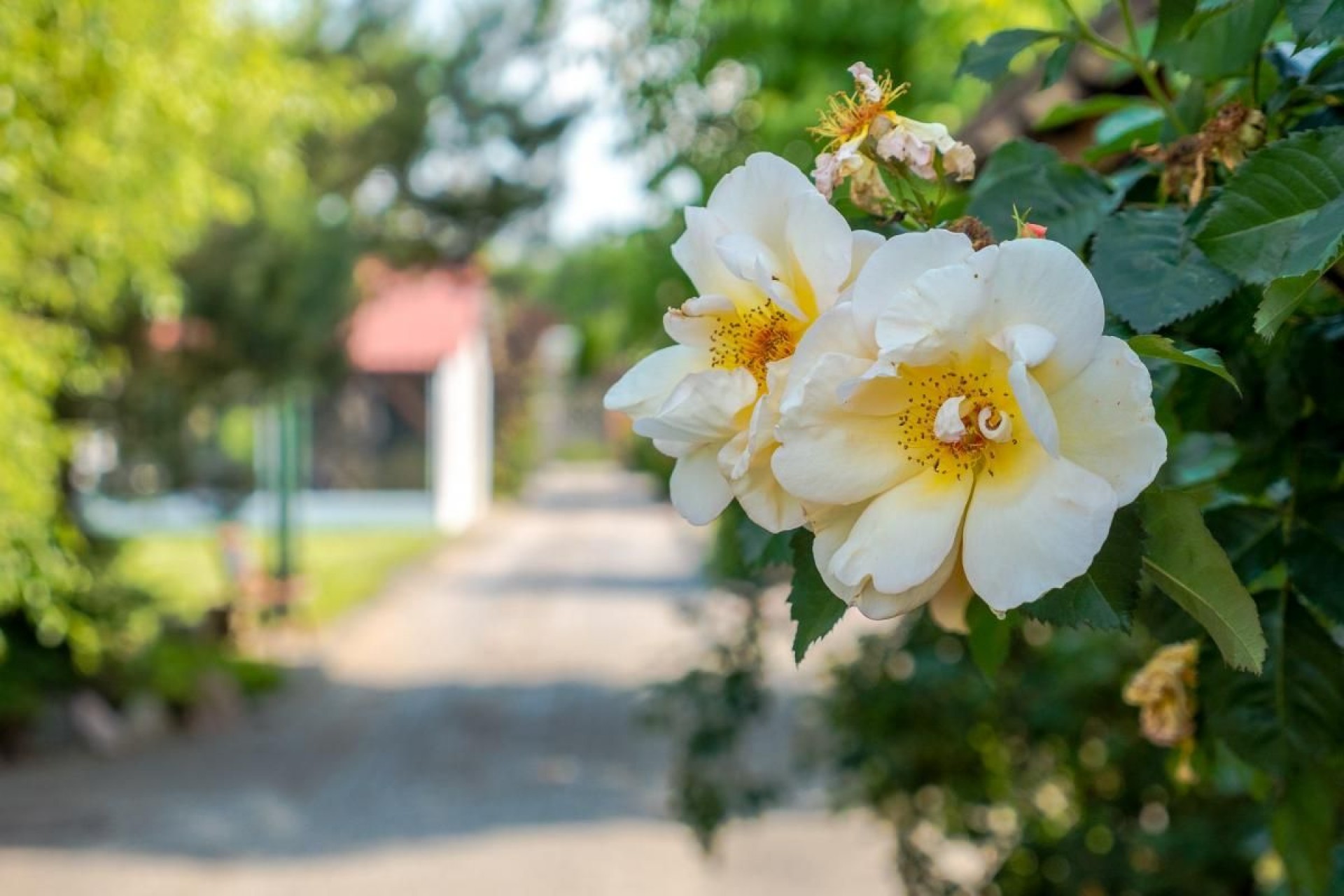 Domki Letniskowe  EL DAR