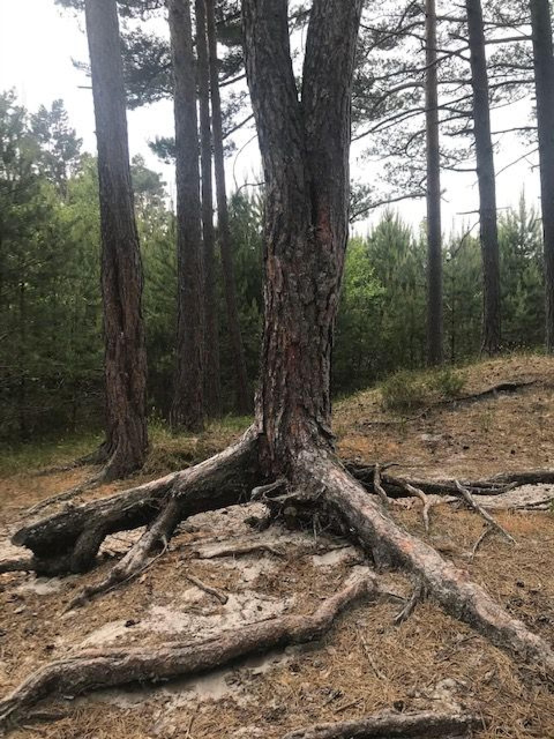 Domki w centrum Białogóra