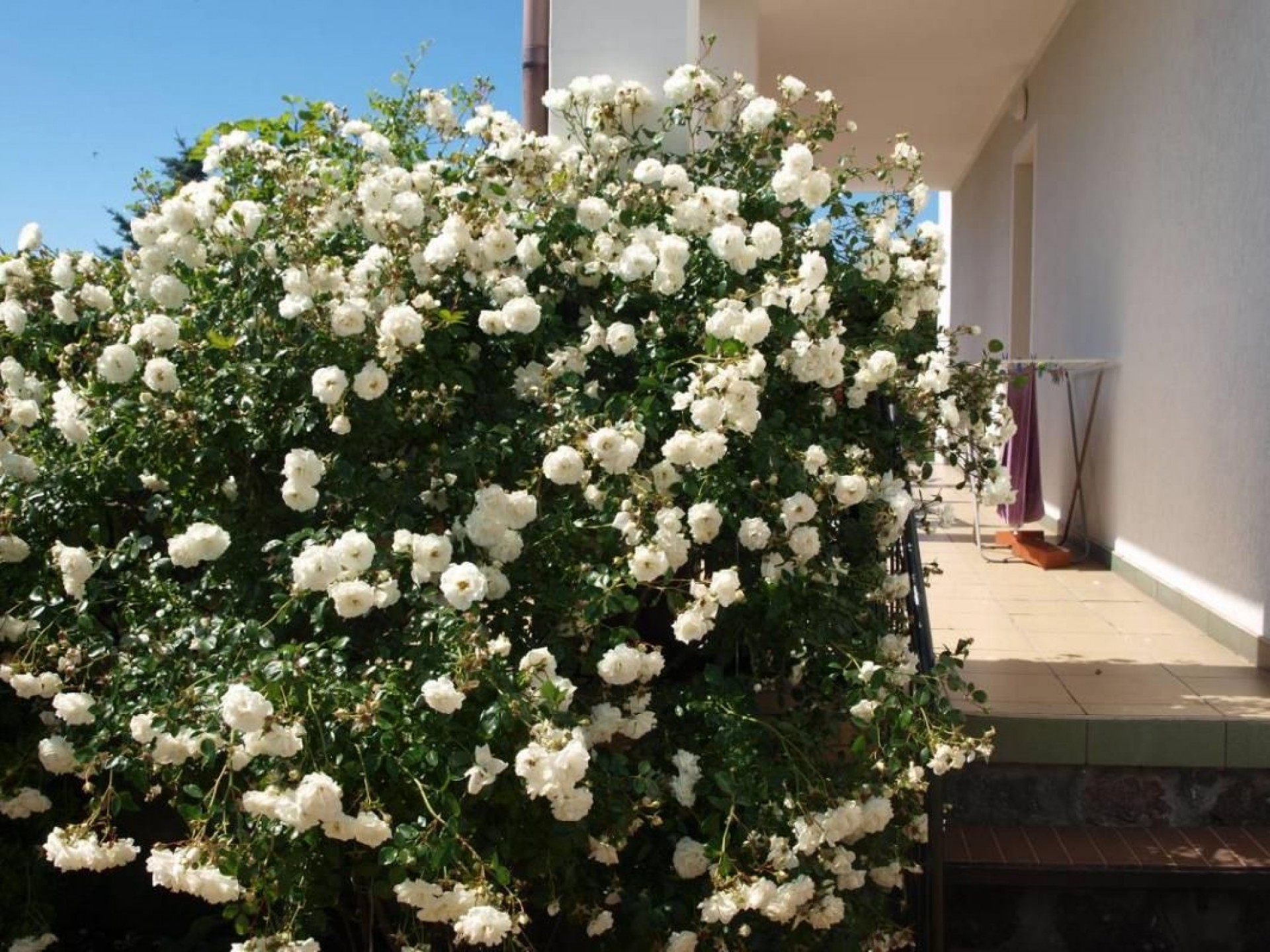 Apartamenty i pokoje BAJKA