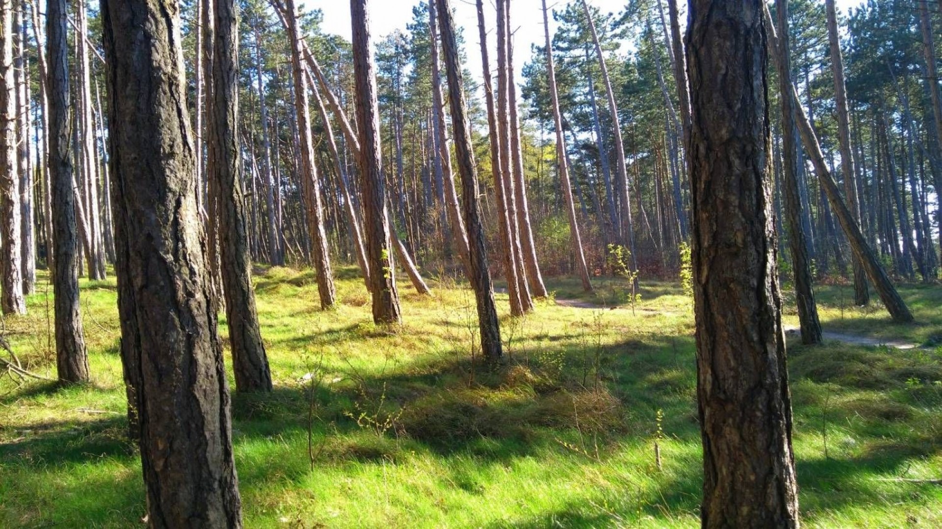 Domki apartamentowe BUENO