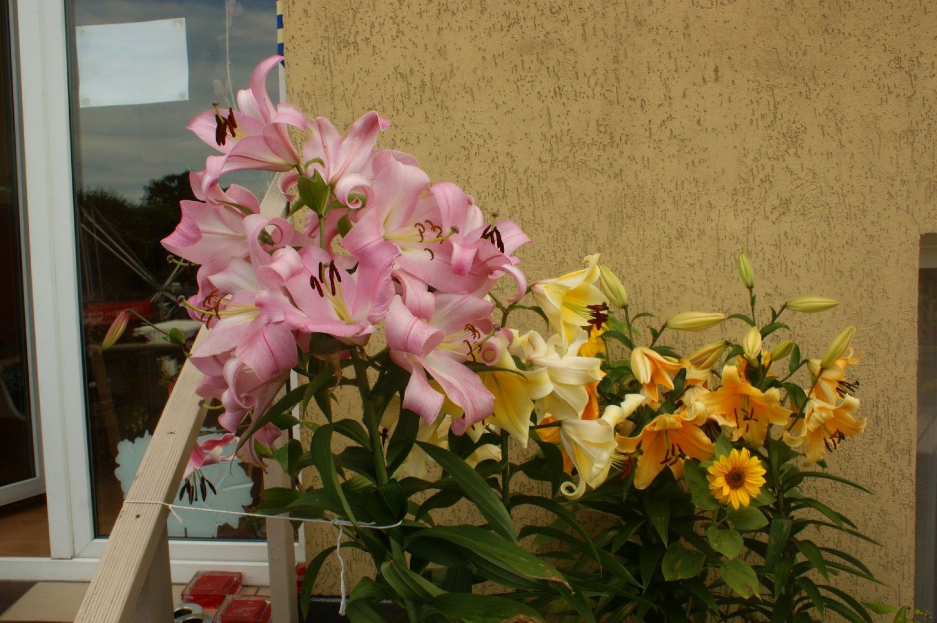 Pokoje Gościnne LIMBA