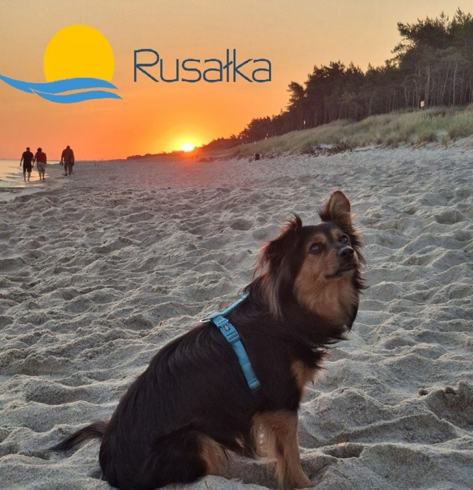 Wczasy z psem - Ośrodek Wypoczynkowy RUSAŁKA