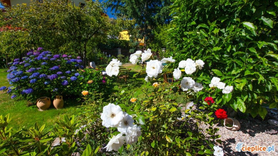 Pokoje i apartamenty MAGNOLIA