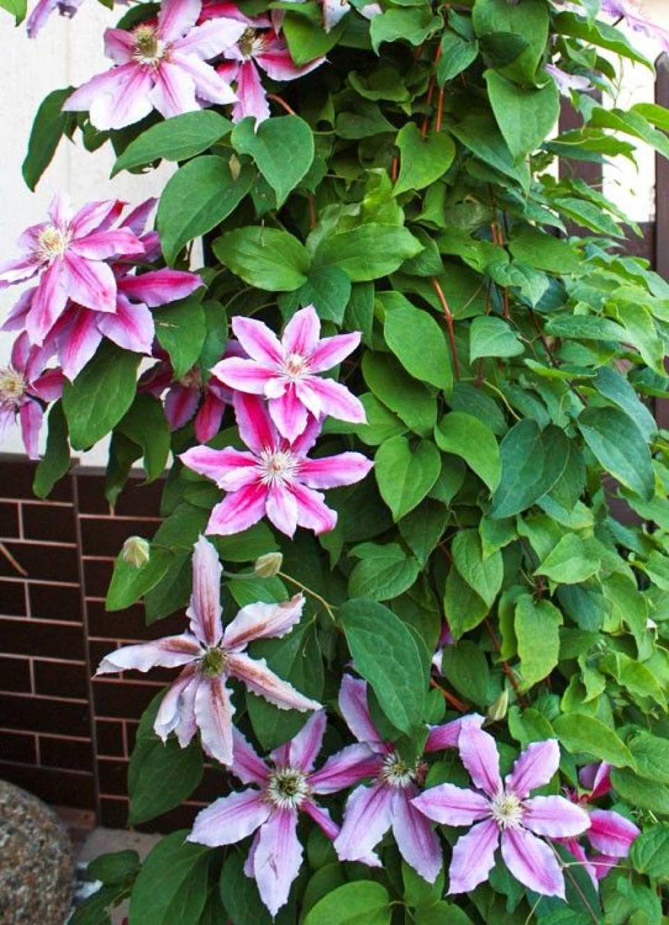 Pokoje i apartamenty MAGNOLIA