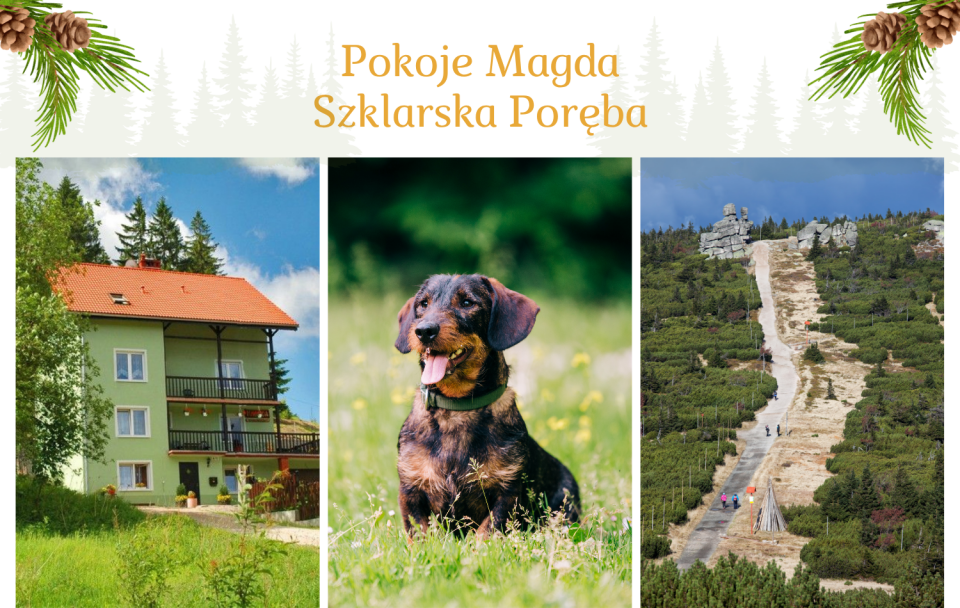 Wczasy z psem - Pokoje MAGDA