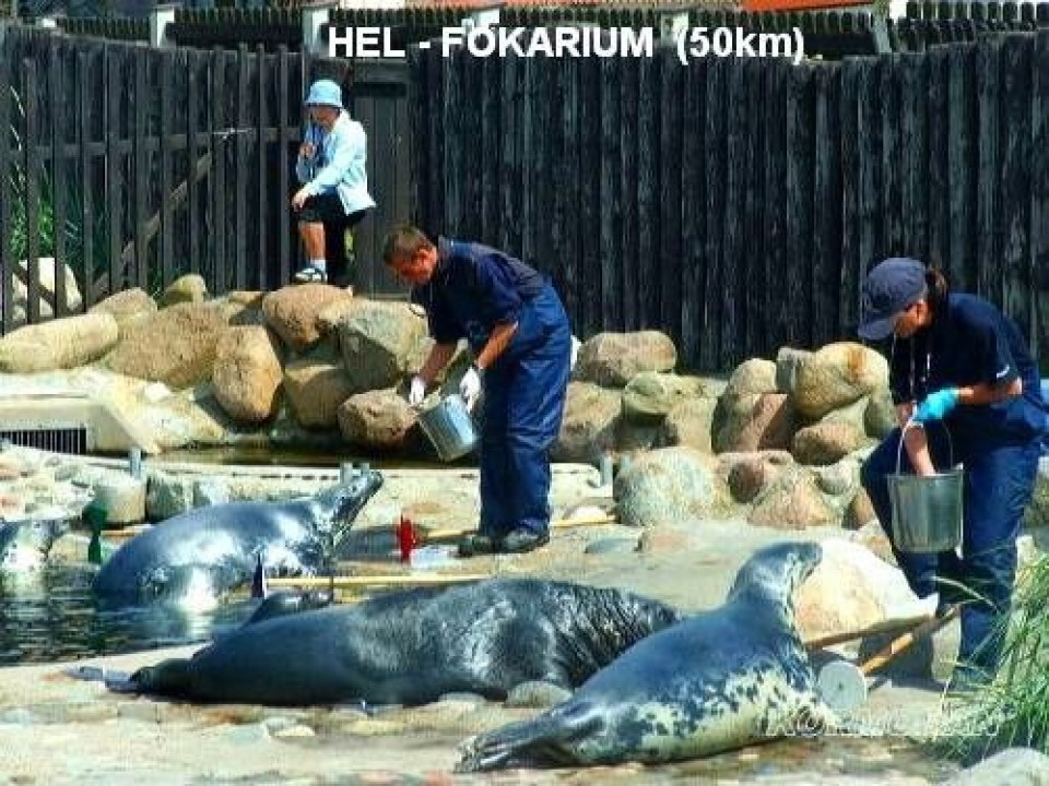 DOM WYPOCZYNKOWY  "KORMORAN"