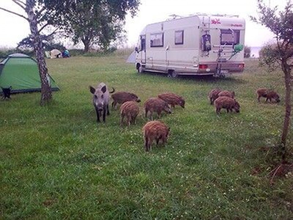 Camping nr 182