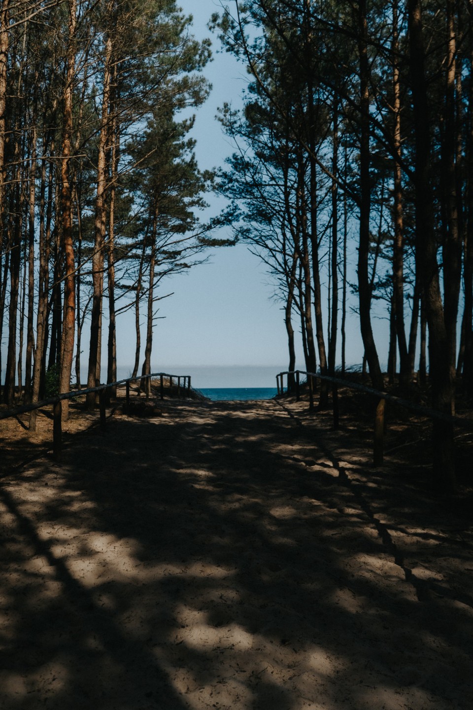 Okoliczne lasy – idealne na spacery