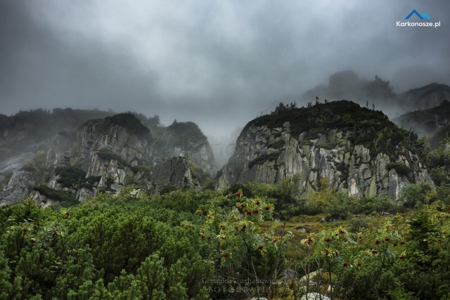 Galeria Grzegorza Truchanowicza