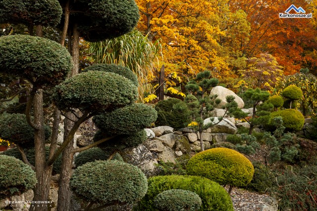 Jesień w Ogrodzie Japońskim