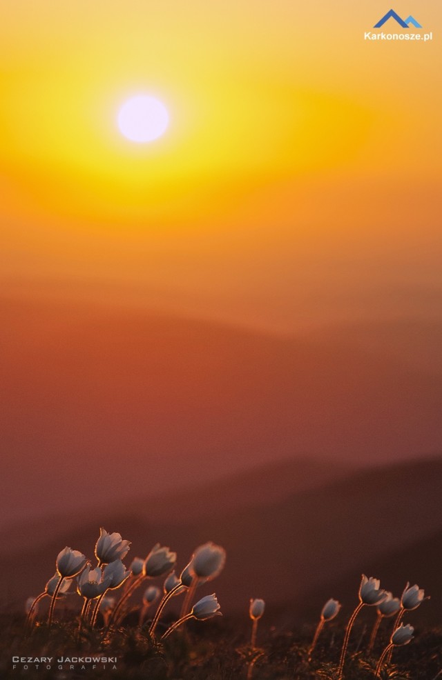 Sasanki Alpejskie na Śnieżce