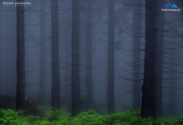 Mgła w Karkonoszach