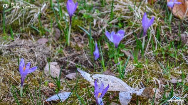 Rezerwat Krokusy
