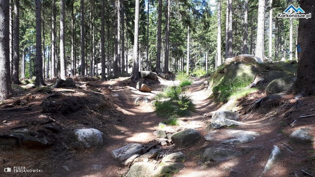 Przed Starościńskimi Skałami 