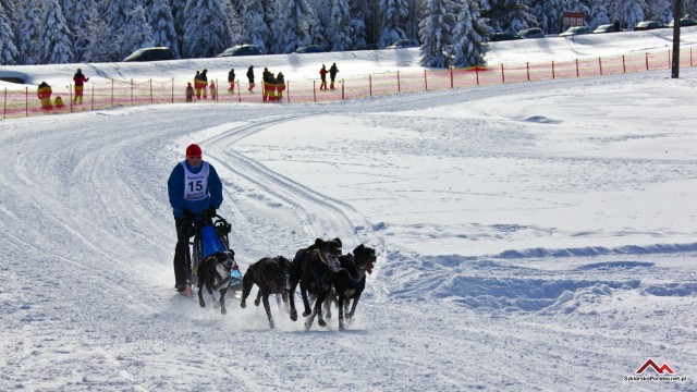 Wyścigi psich zaprzęgów