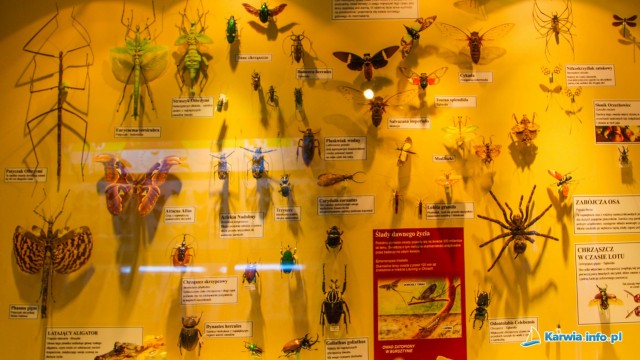 Muzeum Motyli we Władysławowie