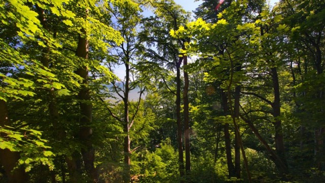 Rezerwat Przylądek Rozewie