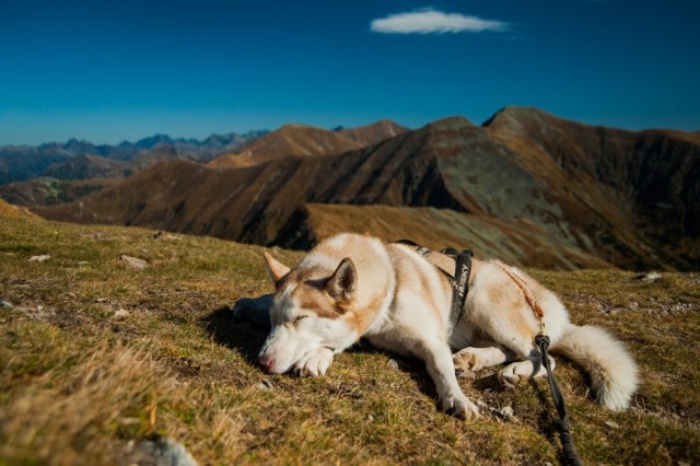 Psie zaprzęgi Wataha Tatry