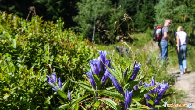 Szlaki Turystyczne Świeradów-Zdrój