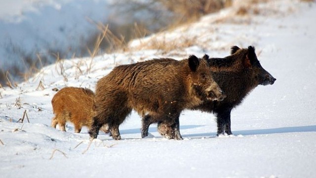 Park Krajobrazowy Mierzeja Wiślana