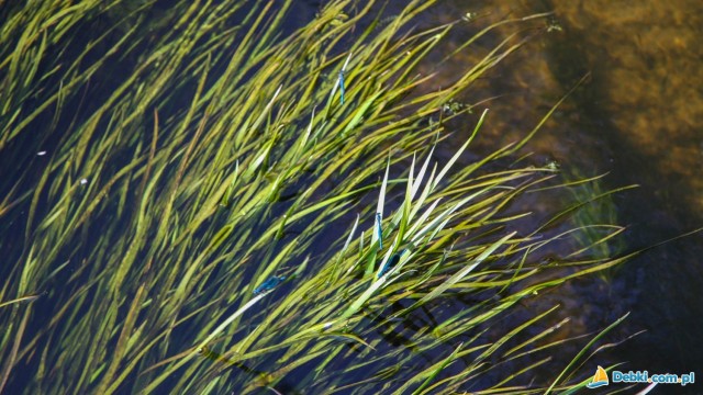 Rezerwat Piaśnickie Łąki