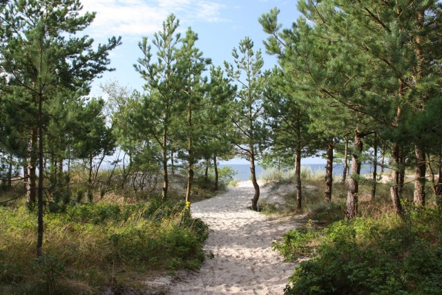 Plaża w Rogowie