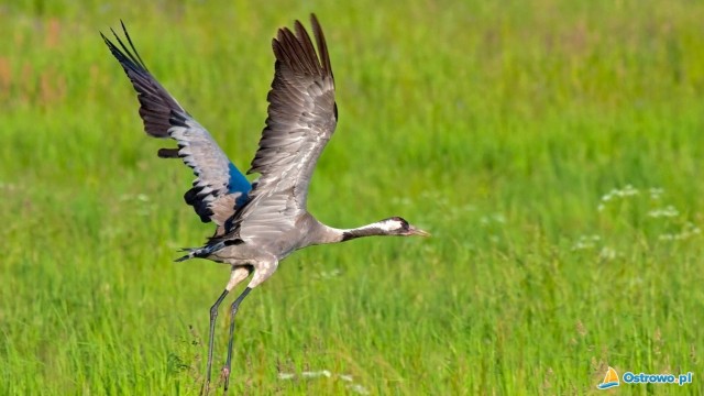 Rezerwat Bielawskie Błota