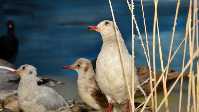 Muzeum Przyrodnicze im. Adama Wodziczki