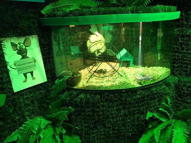 Miasto Myszy w Kołobrzegu