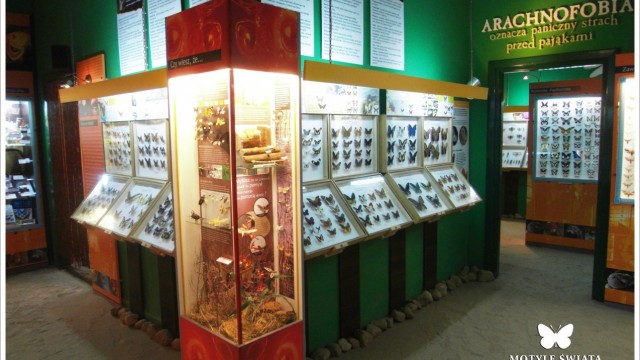 Muzeum Motyli we Władysławowie