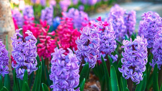 Ogrody Tematyczne Hortulus