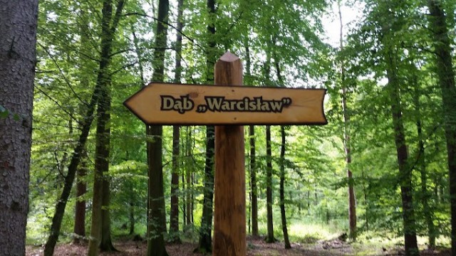 Najstarsze dęby w Polsce