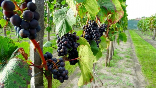 Winnica przy Leśnym Dworku