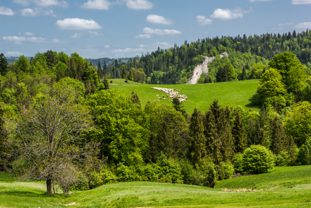 Karpaty