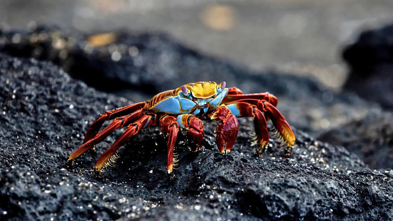 Galapagos natura i przyroda