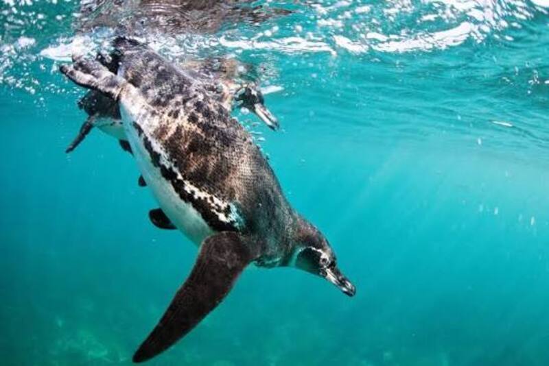Fauna na Galapagos - wycieczki z biurem Carter