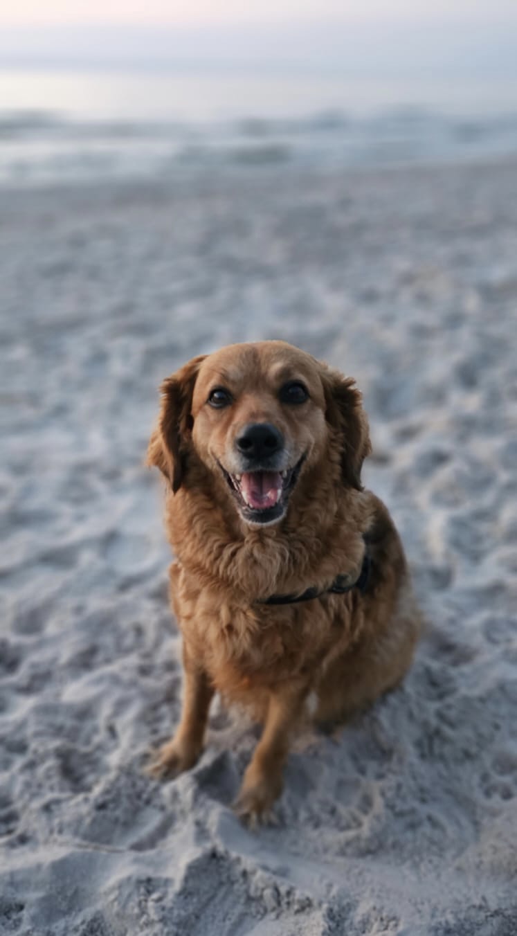 Wczasy z psem - Pokoje Gościnne RONIN