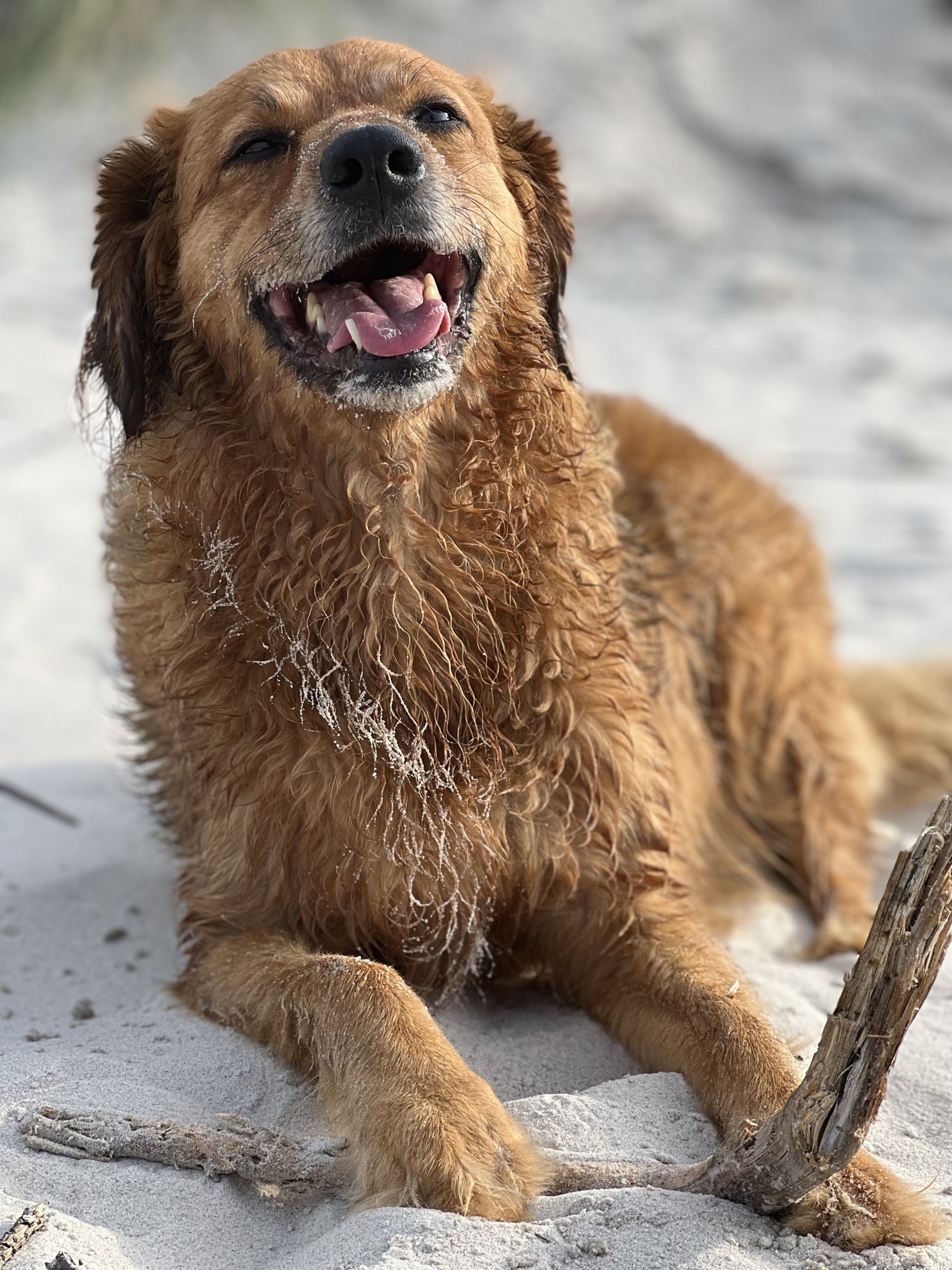 Wczasy z psem - Pokoje Gościnne RONIN
