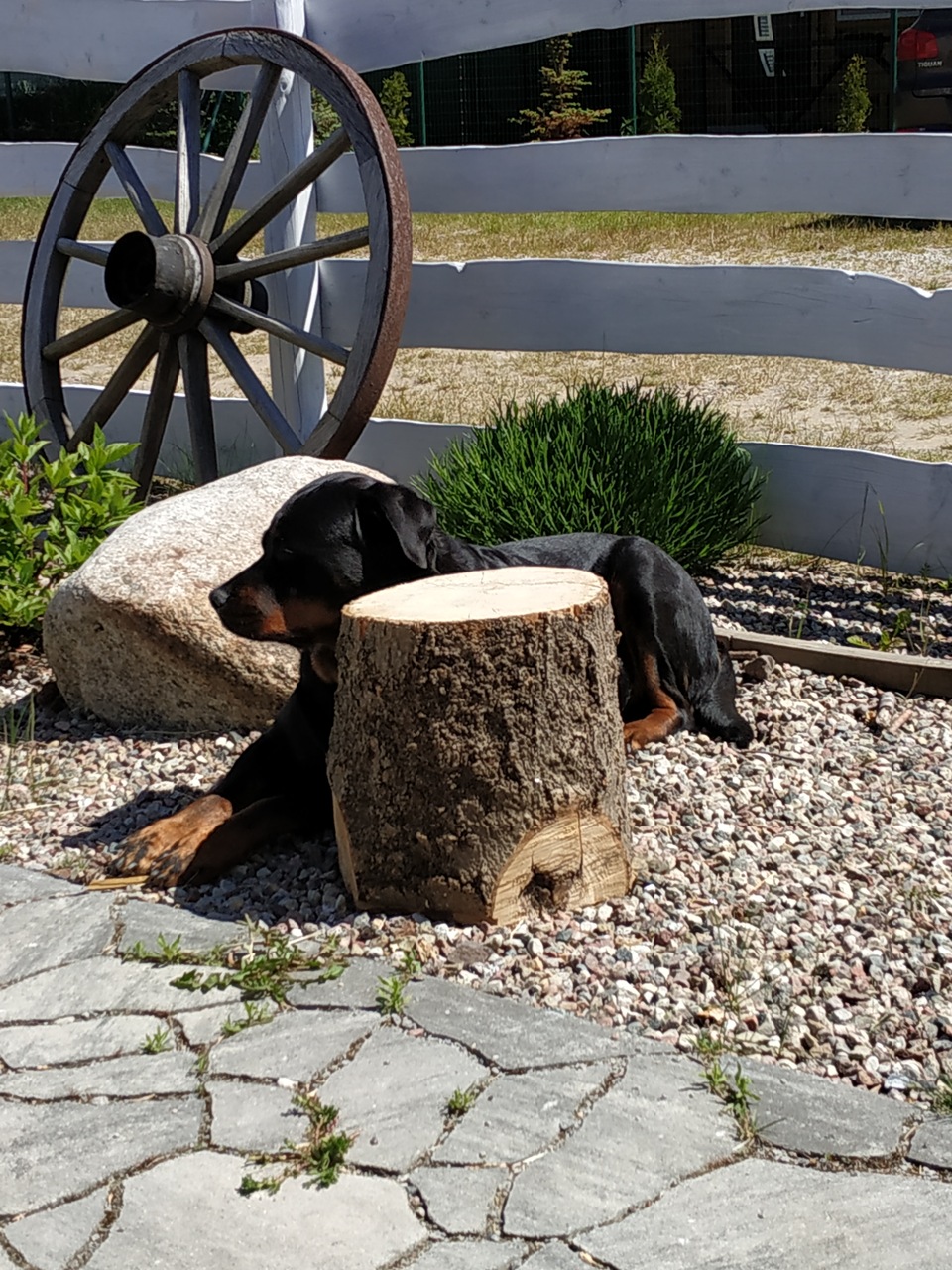 Wczasy z psem - Domki Letniskowe RODZINNE RUSINOWO